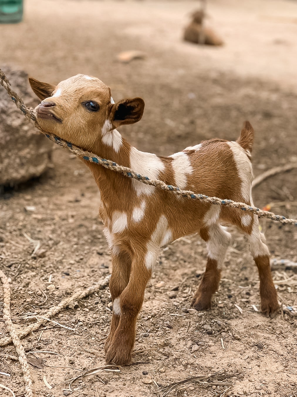 Small goat with his head resting on a rope