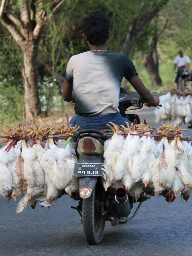 A person transporting chicken carcasses on a motorcycle